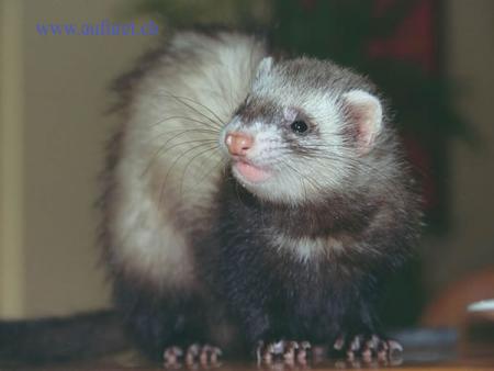 c le furet de mon oncle enfin prescke il exactement le m&eacute;me et elle sapel Tifoune  dite moi cke vous en pensai !!